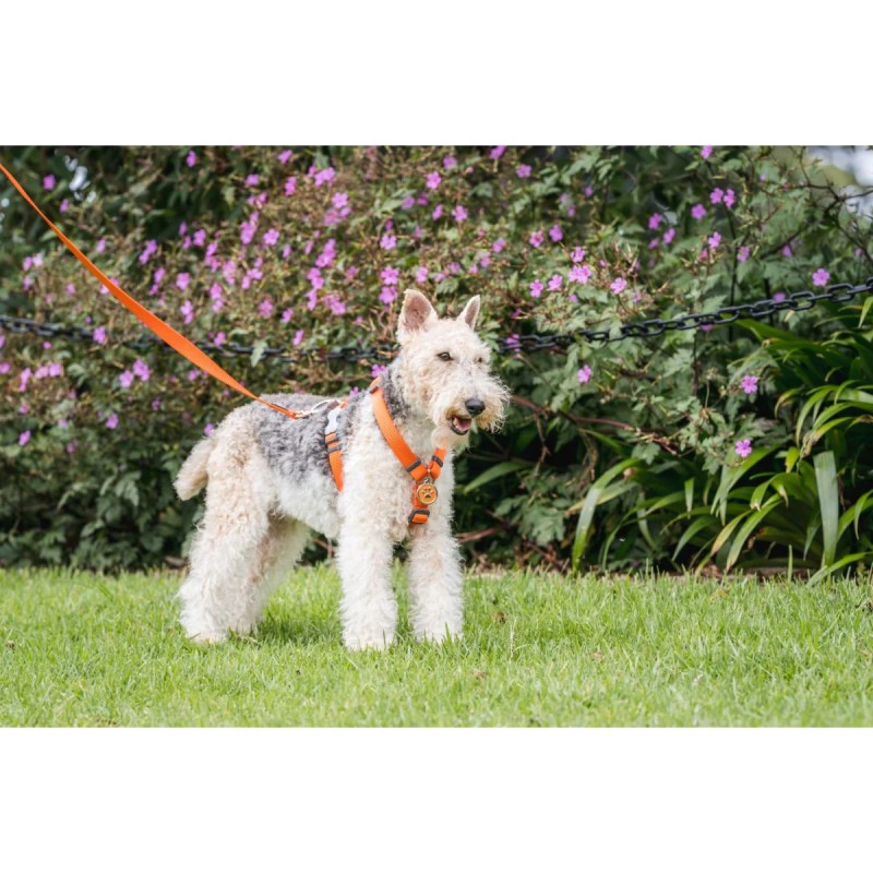 Médaille chien RedDingo