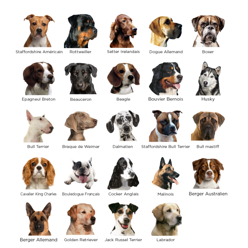 Plaque Attention au chien